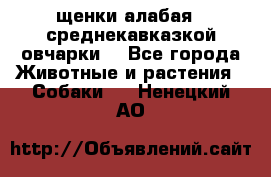 щенки алабая ( среднекавказкой овчарки) - Все города Животные и растения » Собаки   . Ненецкий АО